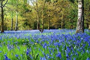 Bluebells header for news update